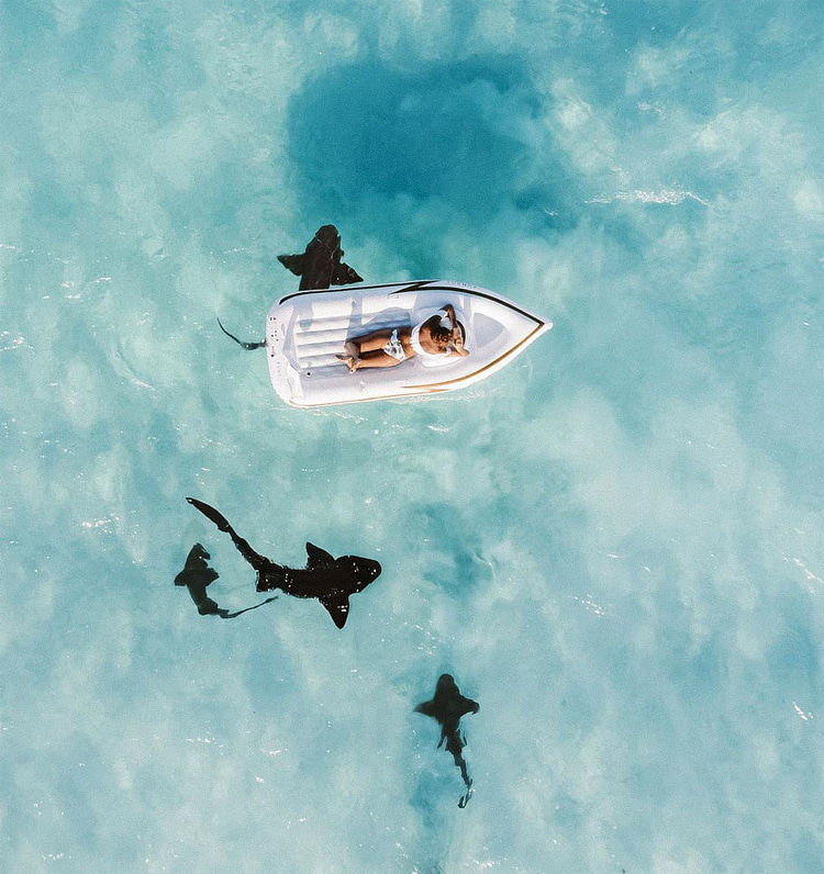 Observação de tubarões: alguns países usam drones para rastrear movimentos de tubarões perto da costa |  Foto: Creative Commons