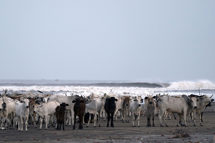 Índia: uma onda perfeita em direção às oportunidades certas para a pecuária | Foto: Aspuru