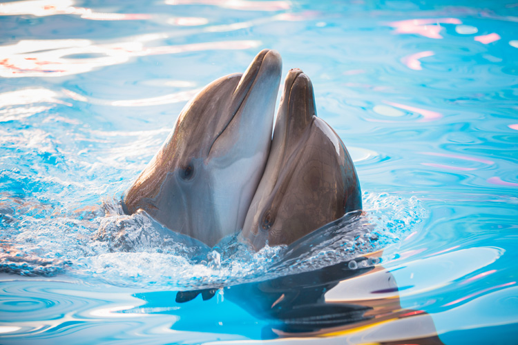 Golfinhos: criaturas inteligentes e muito brincalhonas |  Foto: Shutterstock