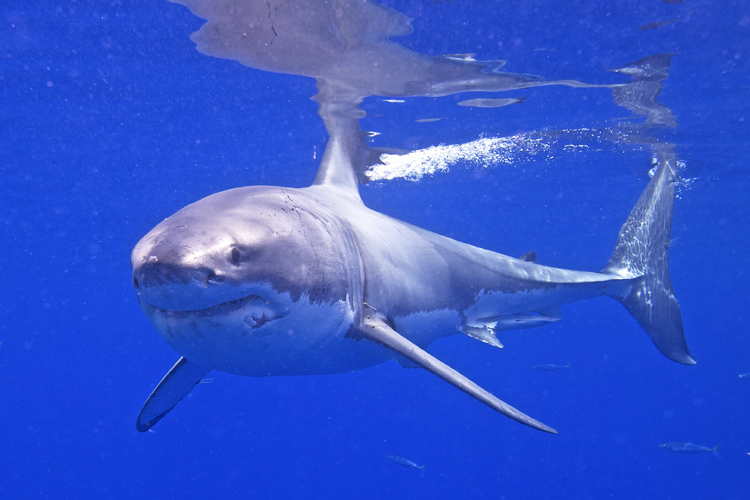 Grande tubarão branco: adora águas temperadas |  Foto: Elias Levy / Creative Commons
