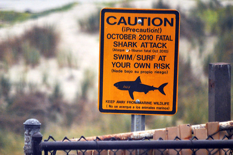 Águas infestadas de tubarões: Surfe por sua própria conta e risco |  Foto: Crazy Steve