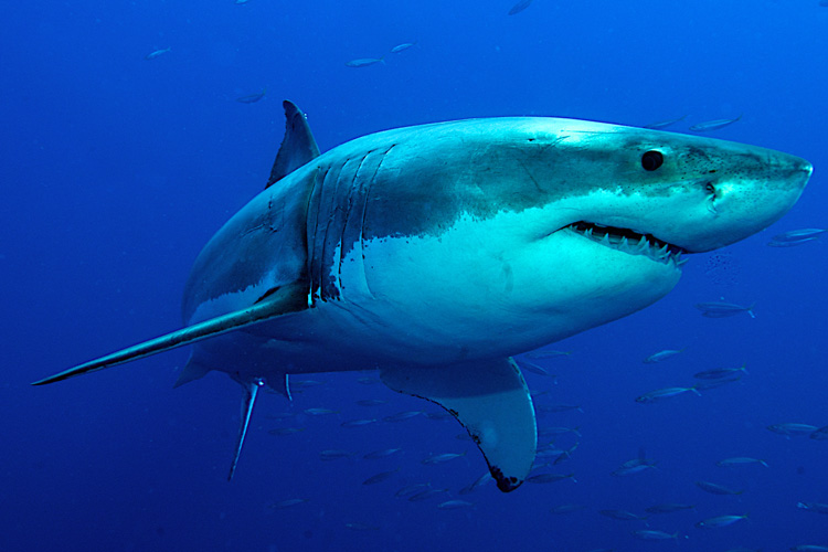Tubarões: ao pôr-do-sol são mais ativos porque procuram comida |  Foto: Shutterstock